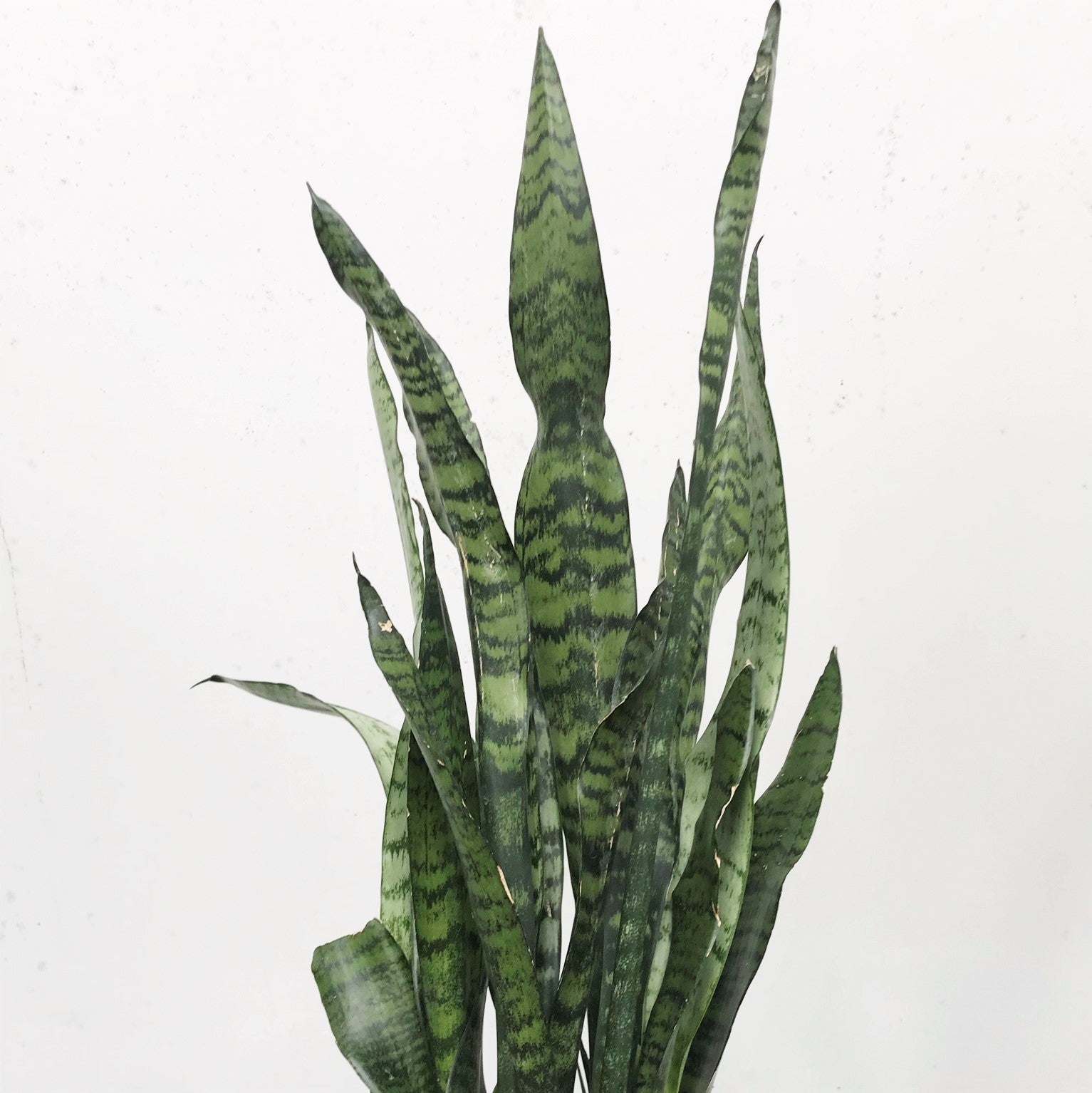 Sansevieria trifasciata - Snake Plant, Mother-in-Law's Tongue