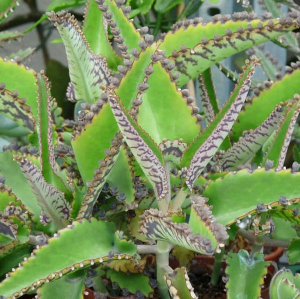 alligator succulent plant Kalanchoe daigremontiana