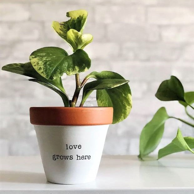 Love Grows Here Planter