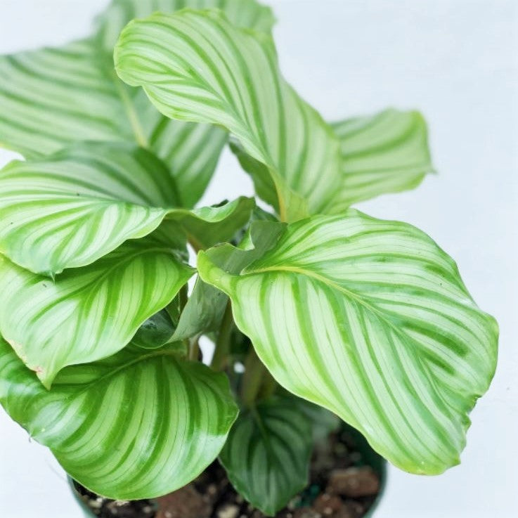 Calathea orbifolia