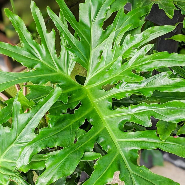 philodendron cellum Philodendron selloum - 'Tree Philodendron' Houseplant