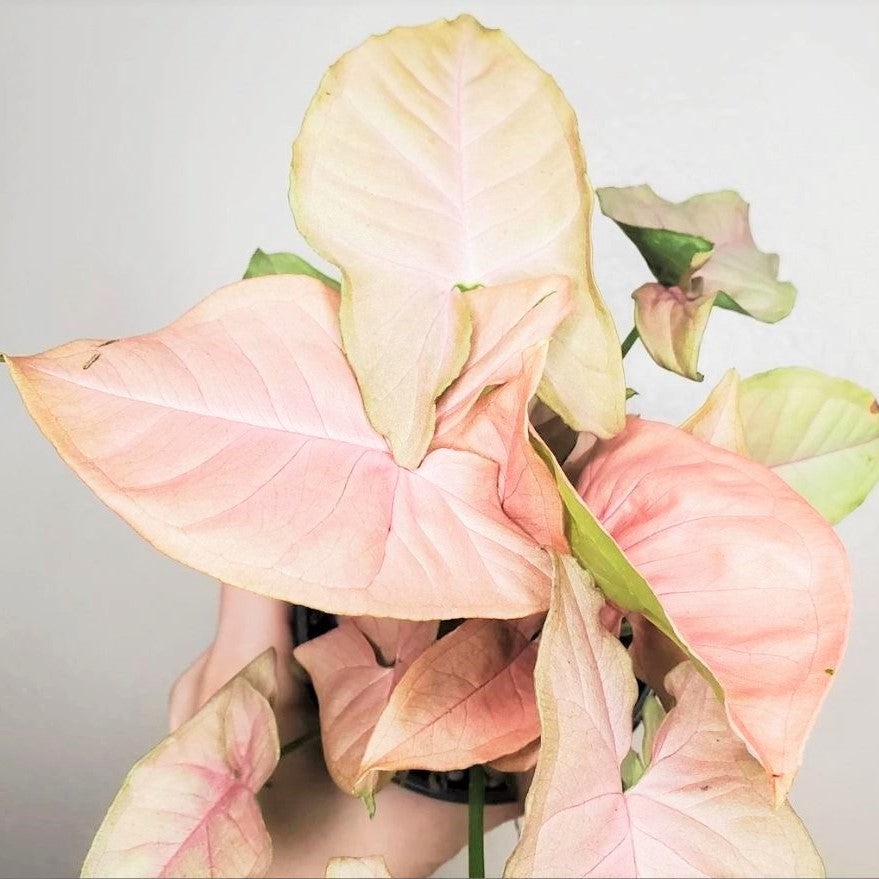 Syngonium podophyllum 'Plum Allusion' - Arrowhead Plant