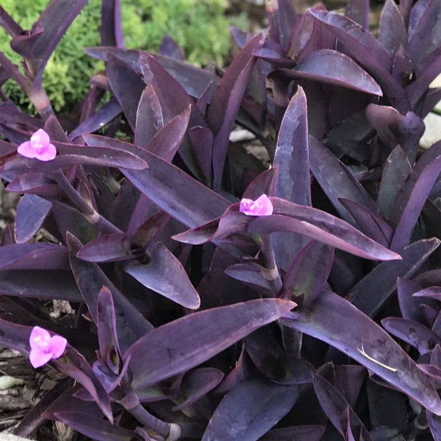 Tradescantia pallida 'Purple Heart' - Wandering Jew, Spiderwort