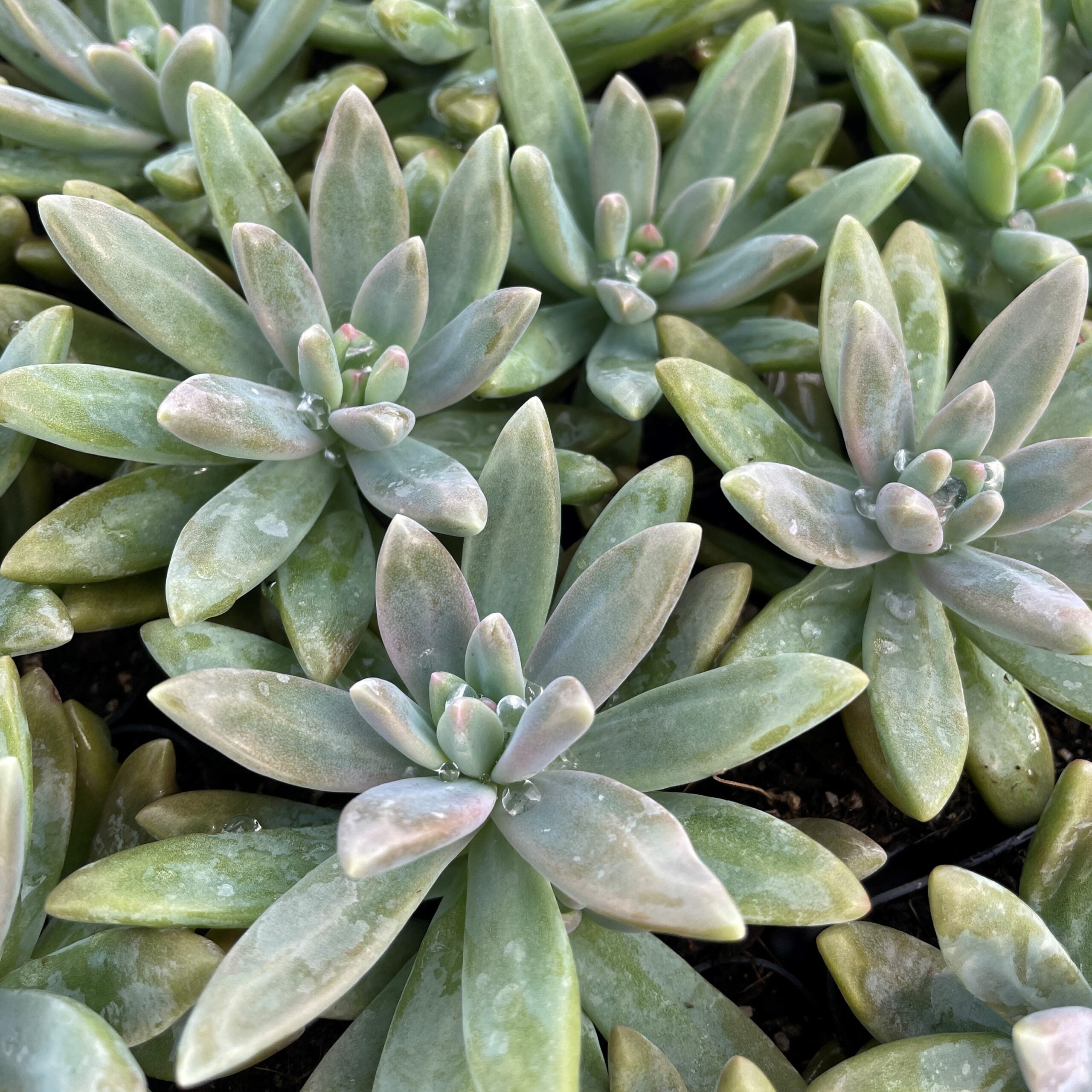 Sedum carnicolor