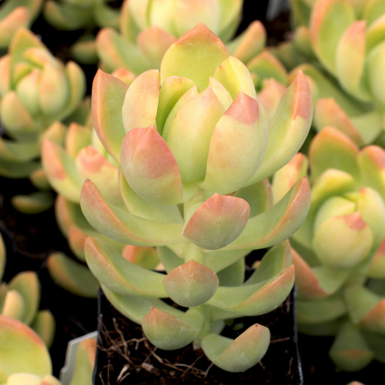 Sedum adolphii 'Golden Glow'