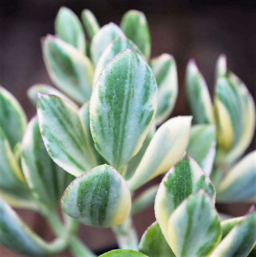 Crassula ovata variegata - Variegated Jade Plant