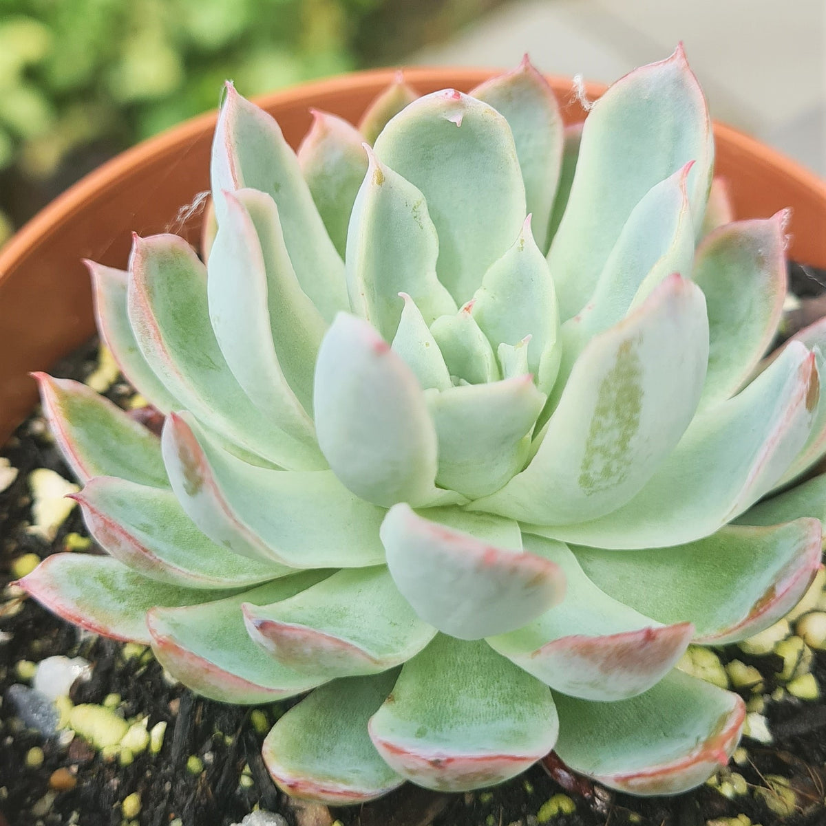 violet queen succulent Echeveria 'Violet Queen'