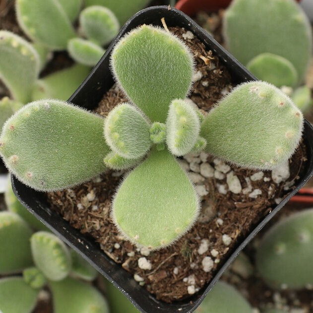 Cotyledon tomentosa - Bear's Paw