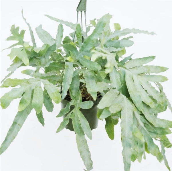 blue star fern light Phlebodium aureum - Blue Star Fern Houseplant