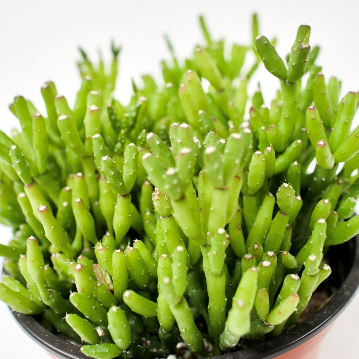 bone succulent Rhipsalis salicornioides - Dancing Bones Cactus Succulent