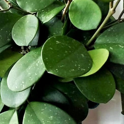 Hoya obvata - Round-leaf Hoya