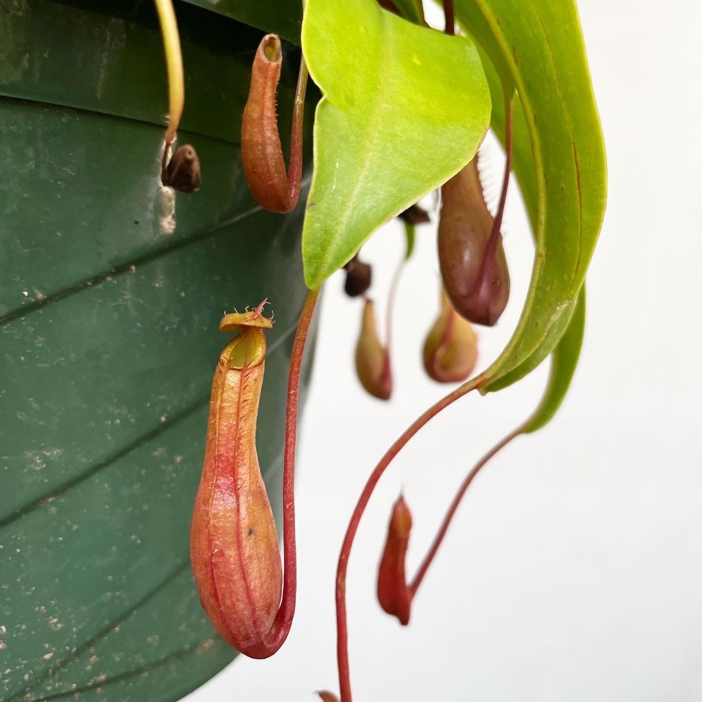 Nepenthes alata - Pitcher Plant