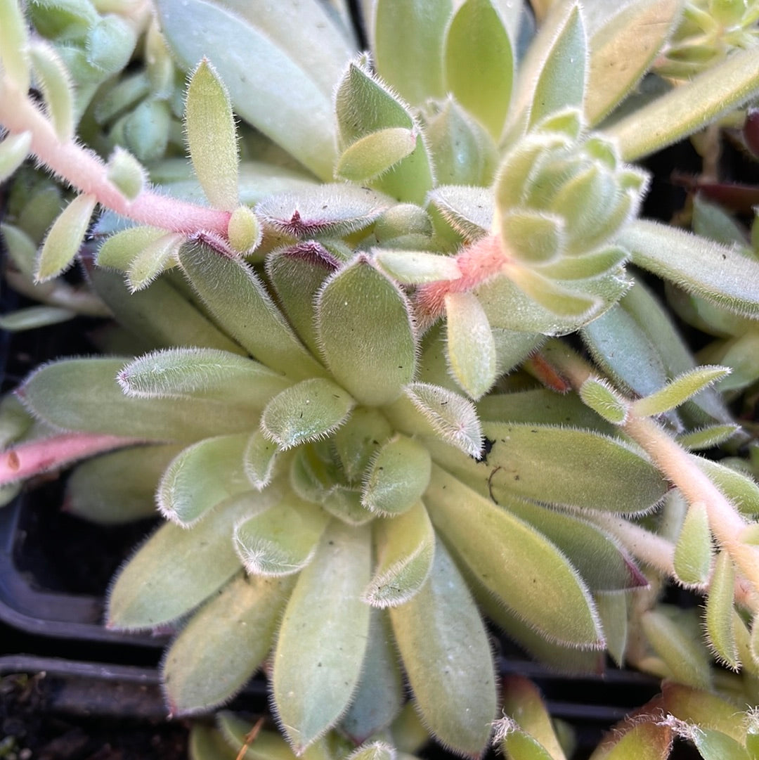 Sempervivum 'Sugar Shimmer'