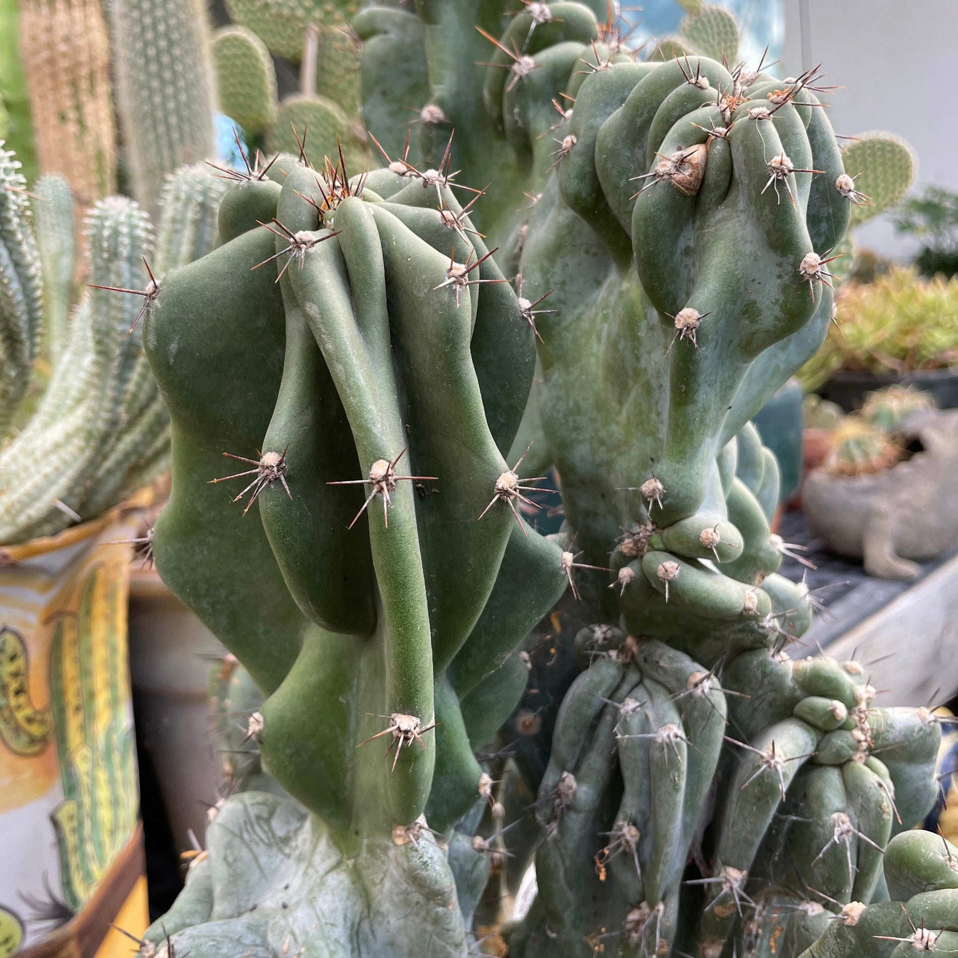 Cereus peruvianus monstrose - Montrose Cactus