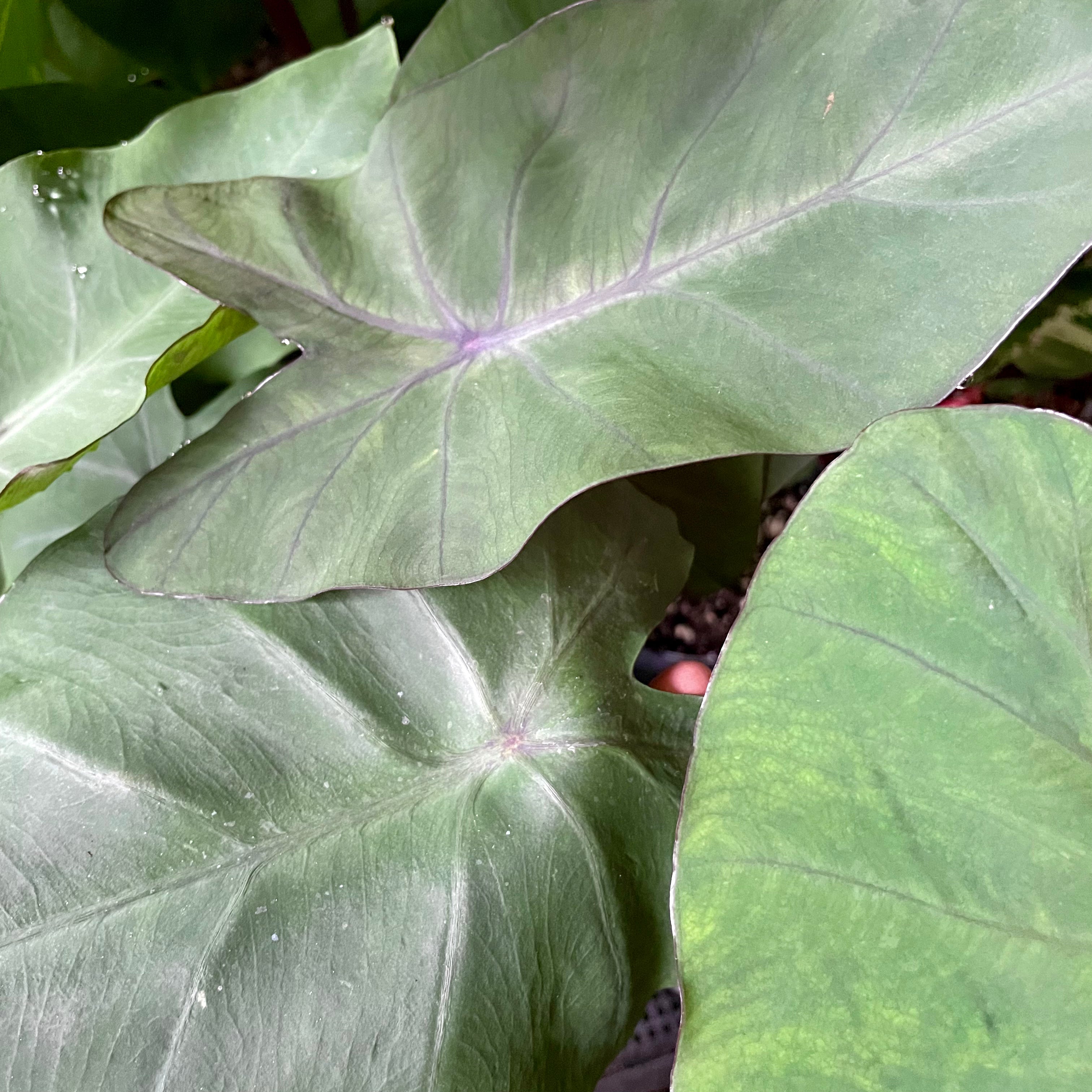 Colocasia esculenta 'Heart of the Jungle’ - Elephant Ear