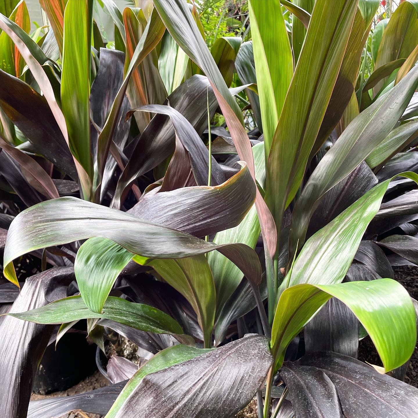 Cordyline fruticosa 'Black Magic' - Hawaiian Ti Plant