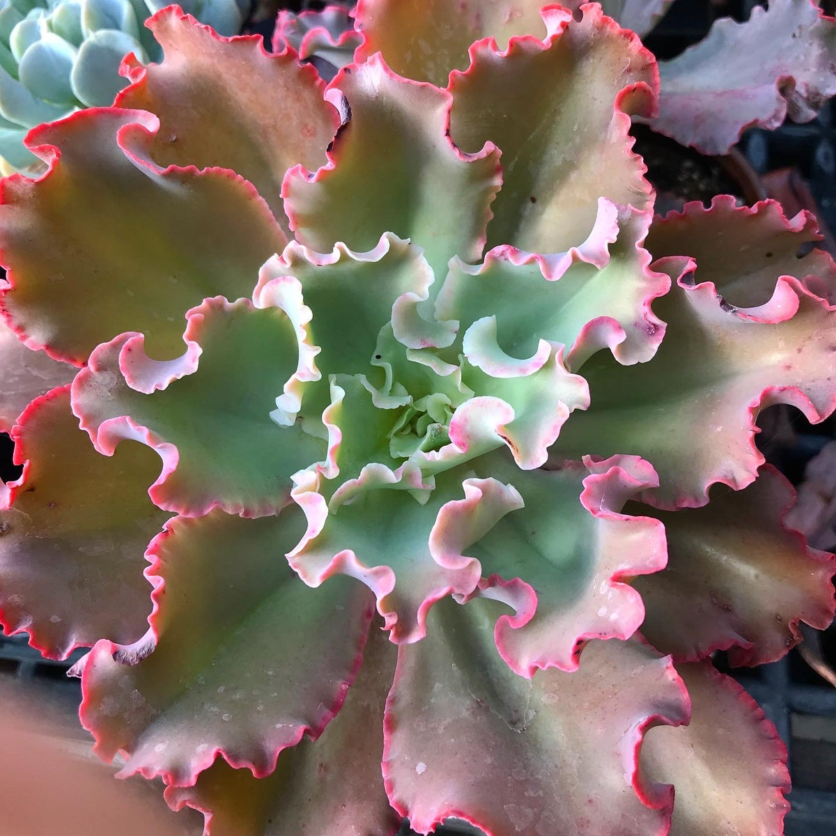gibbiflora succulent Echeveria Gibbiflora Hybrid 'Dick's Pink' Succulent