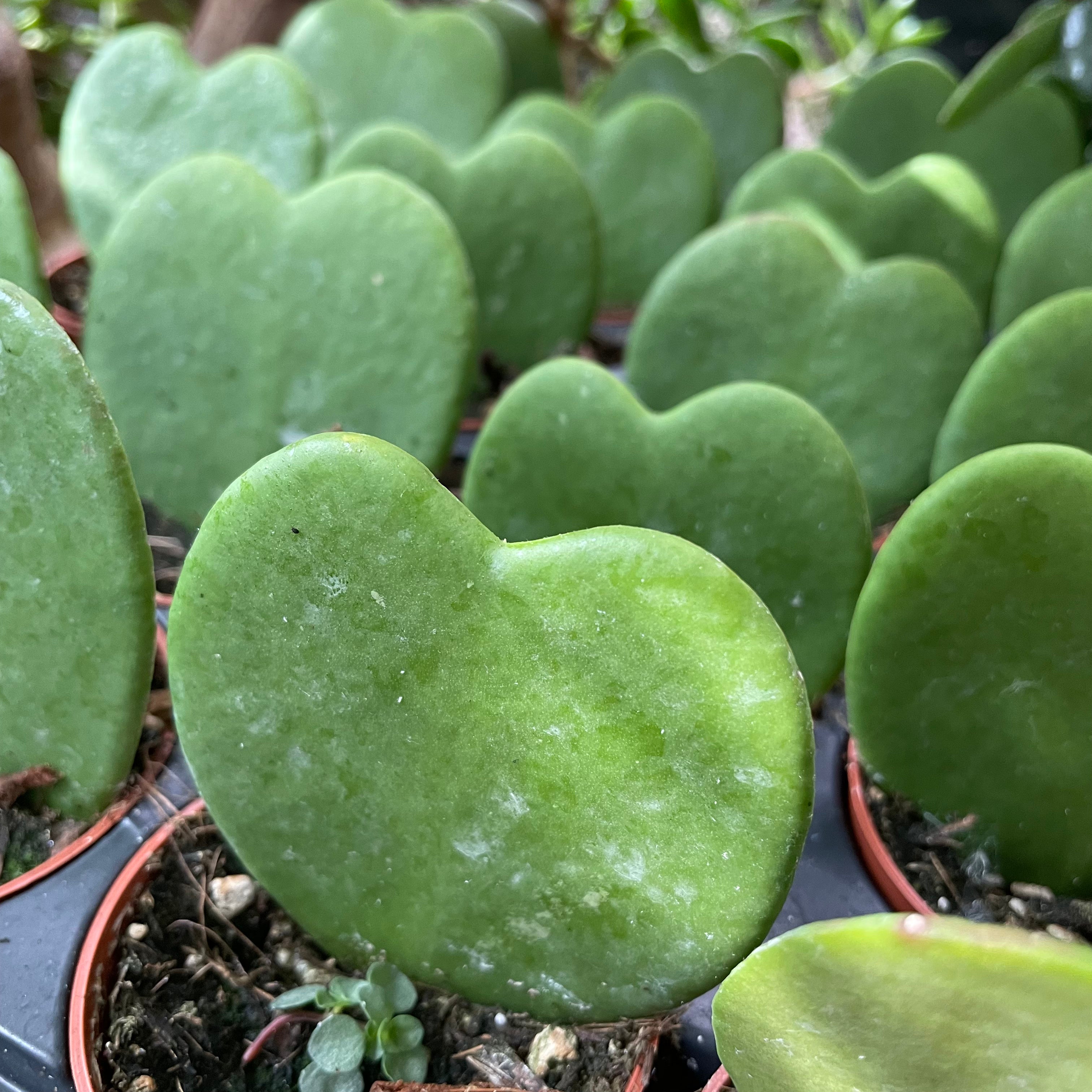 Hoya kerrii - Sweetheart Hoya, Hoya Hearts