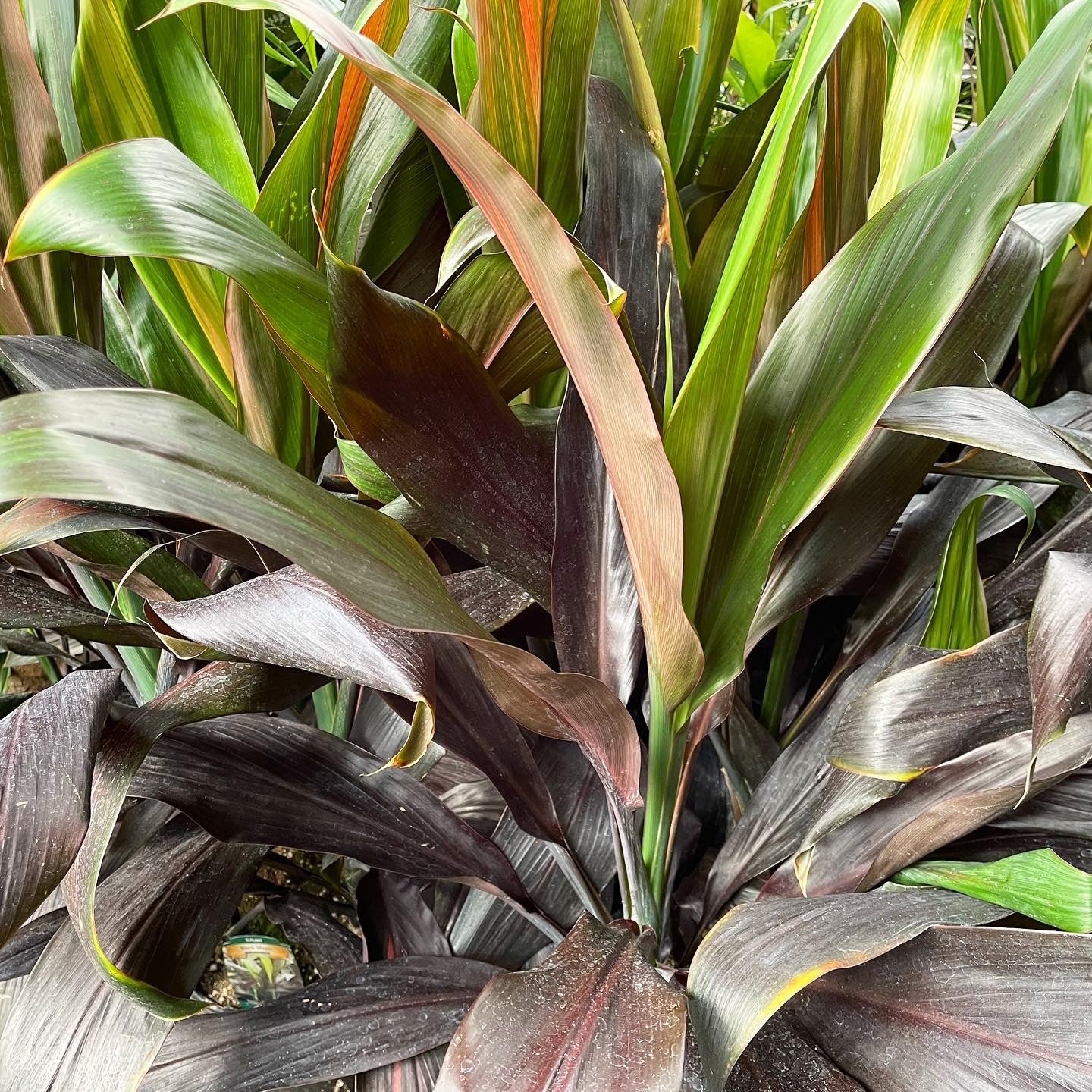 Cordyline fruticosa 'Black Magic' - Hawaiian Ti Plant