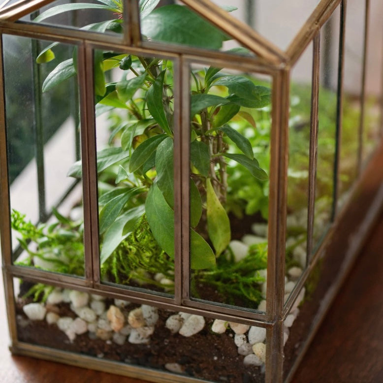 small glass plant house Greenhouse Terrarium — The Succulent Hub