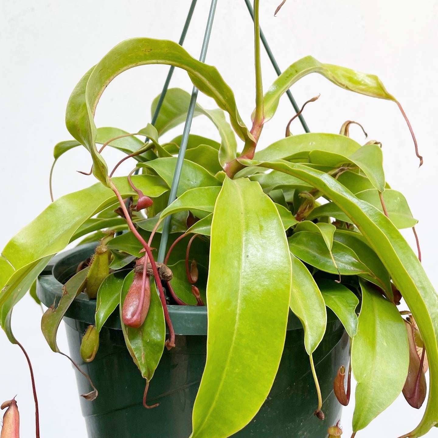 Nepenthes alata - Pitcher Plant