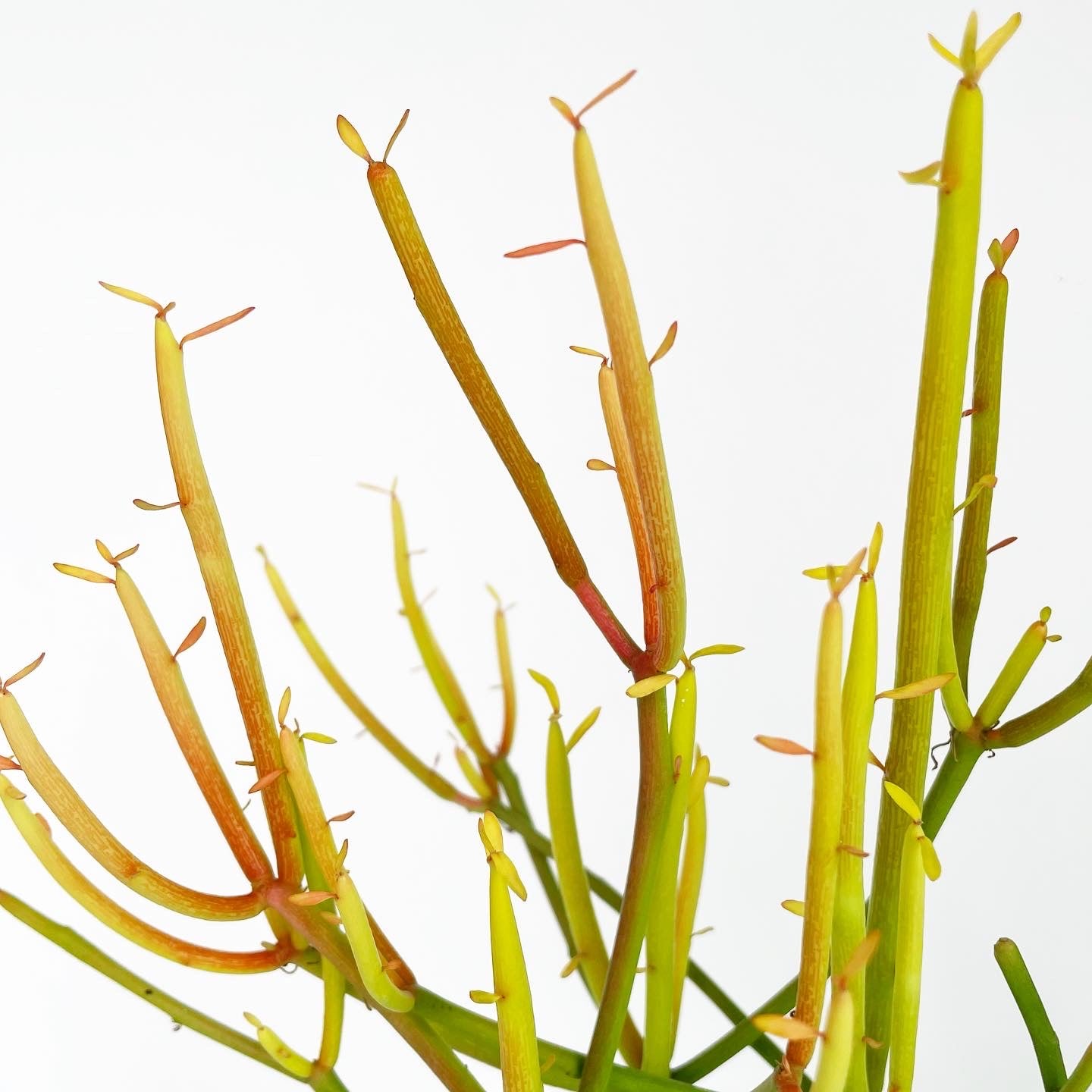 Euphorbia tirucalli - Sticks of Fire, Pencil Tree