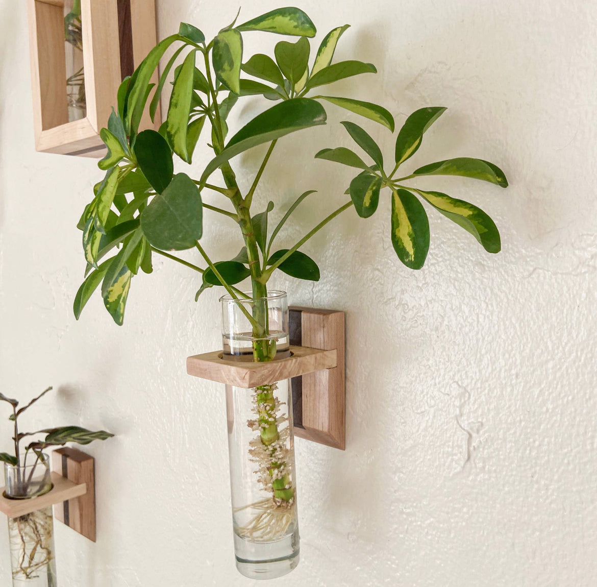 Modern Botanical Wooden Wall Propagation Hanger