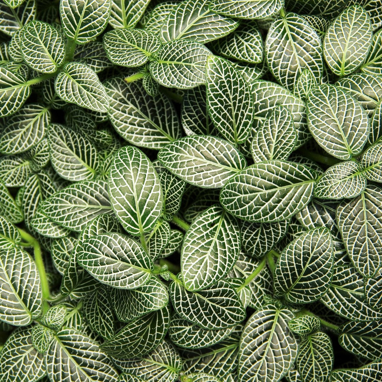 Fittonia albivenis - Nerve Plant