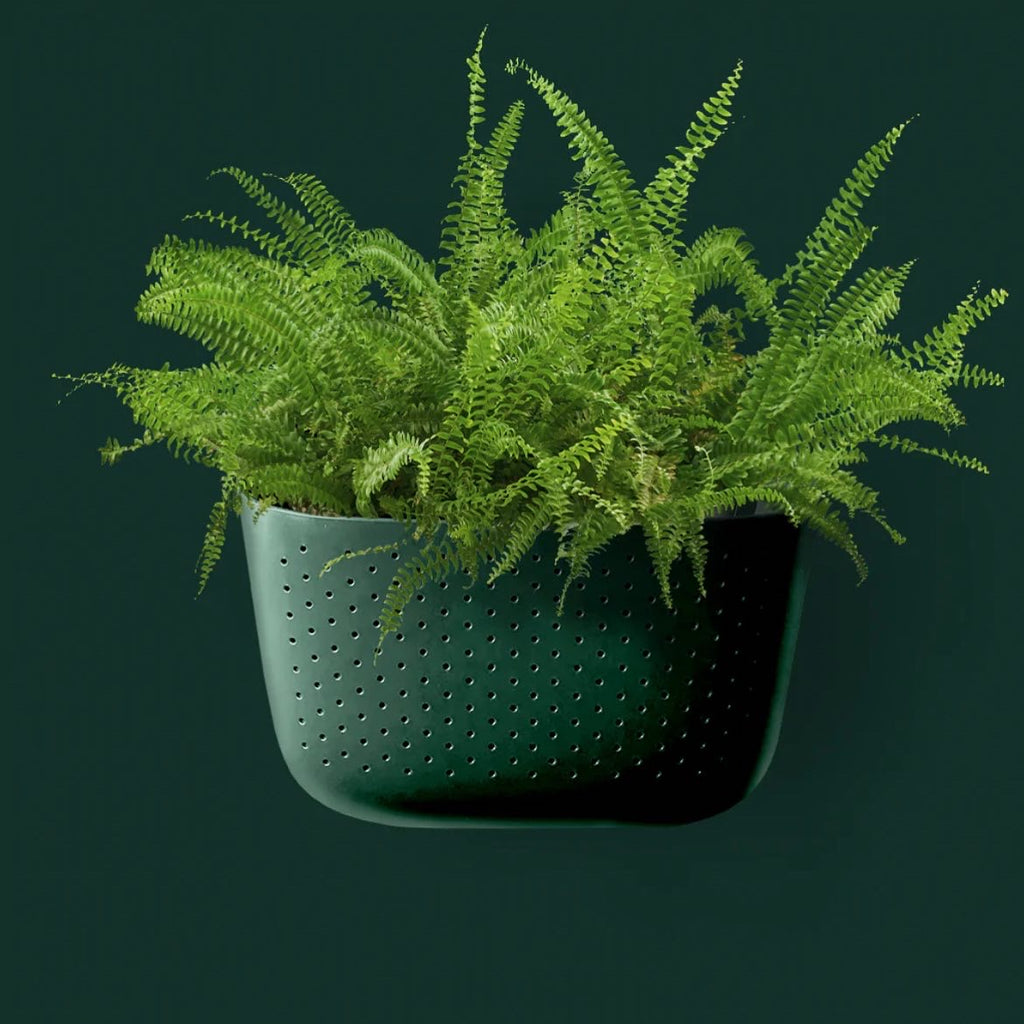 viri hanging planter Wallygro Hanging Planter — The Succulent Hub