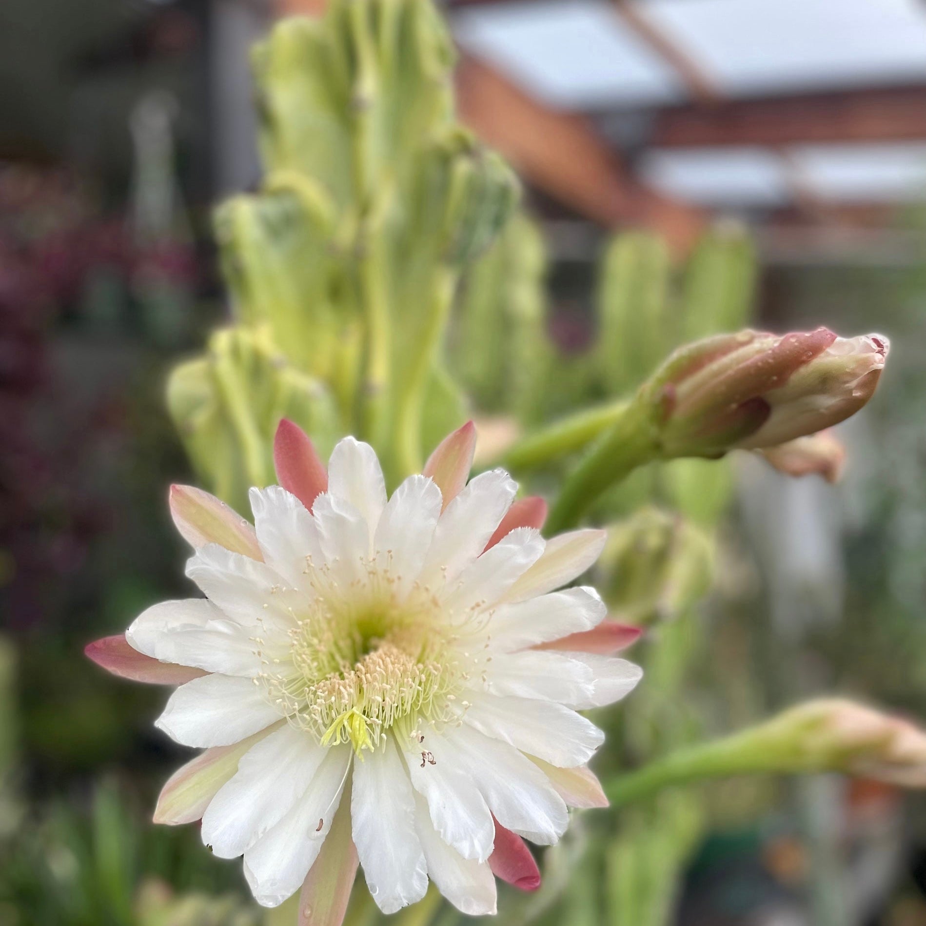 Cereus peruvianus monstrose - Montrose Cactus