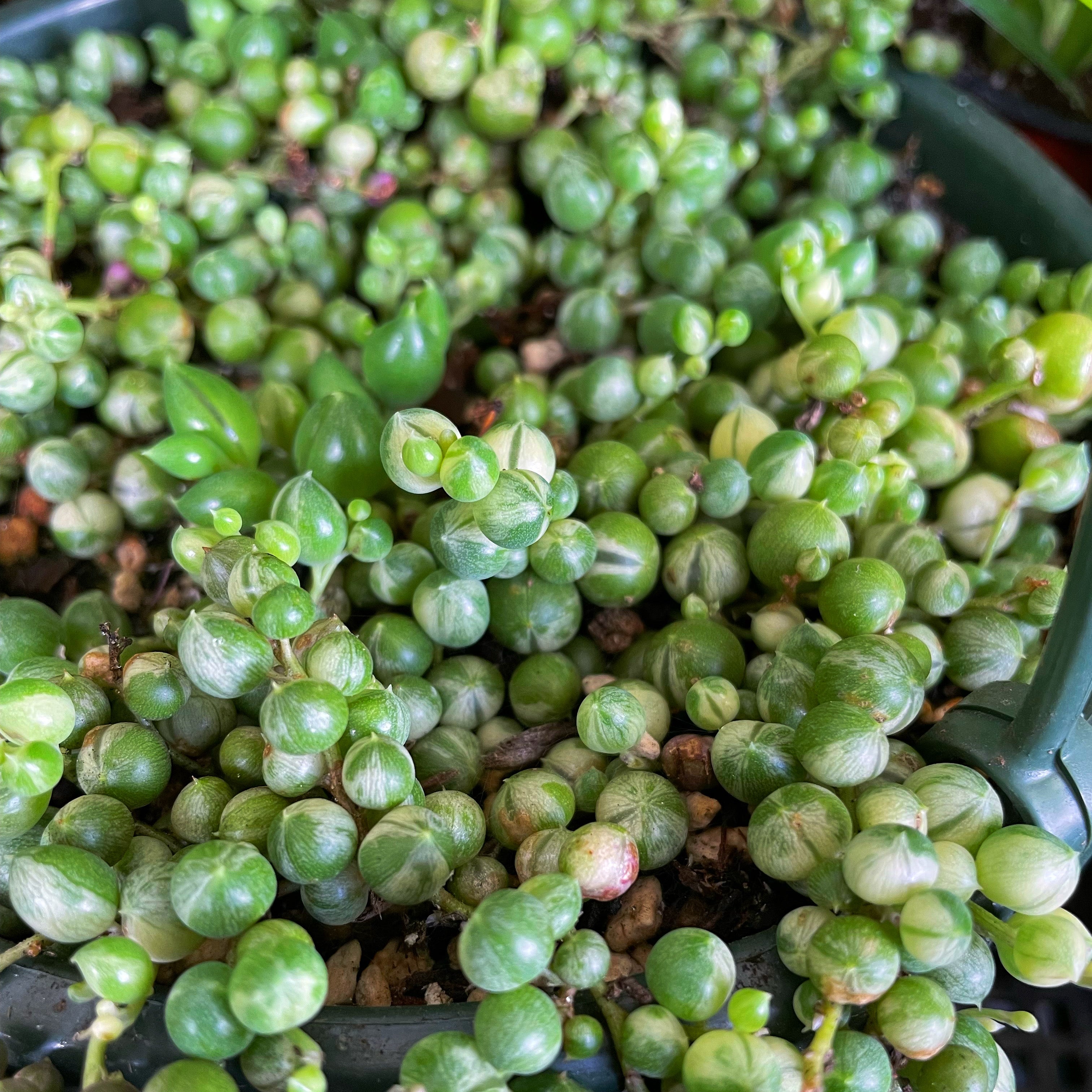 Curio rowleyanus variegata - Variegated String of Pearls