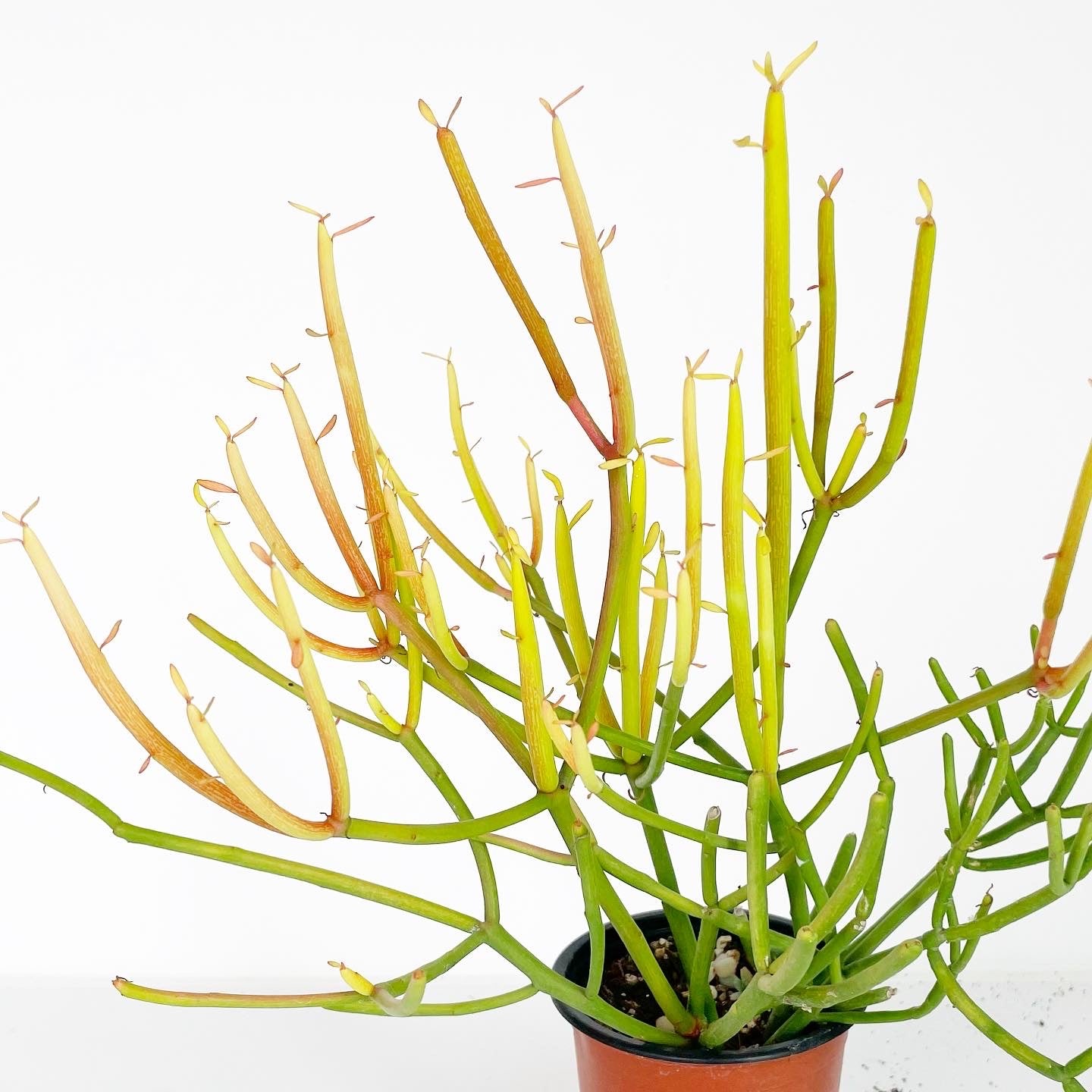 Euphorbia tirucalli - Sticks of Fire, Pencil Tree