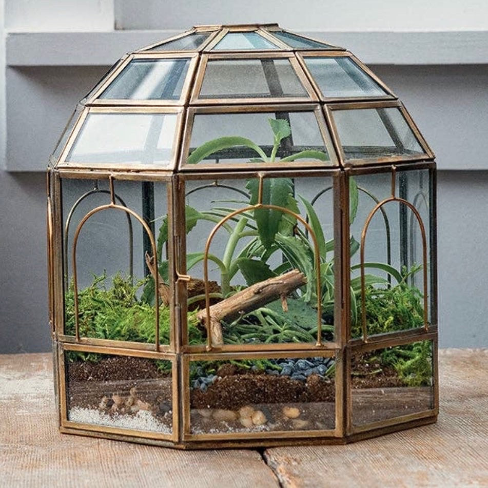 succulent birdcage Birdcage Terrarium — The Succulent Hub