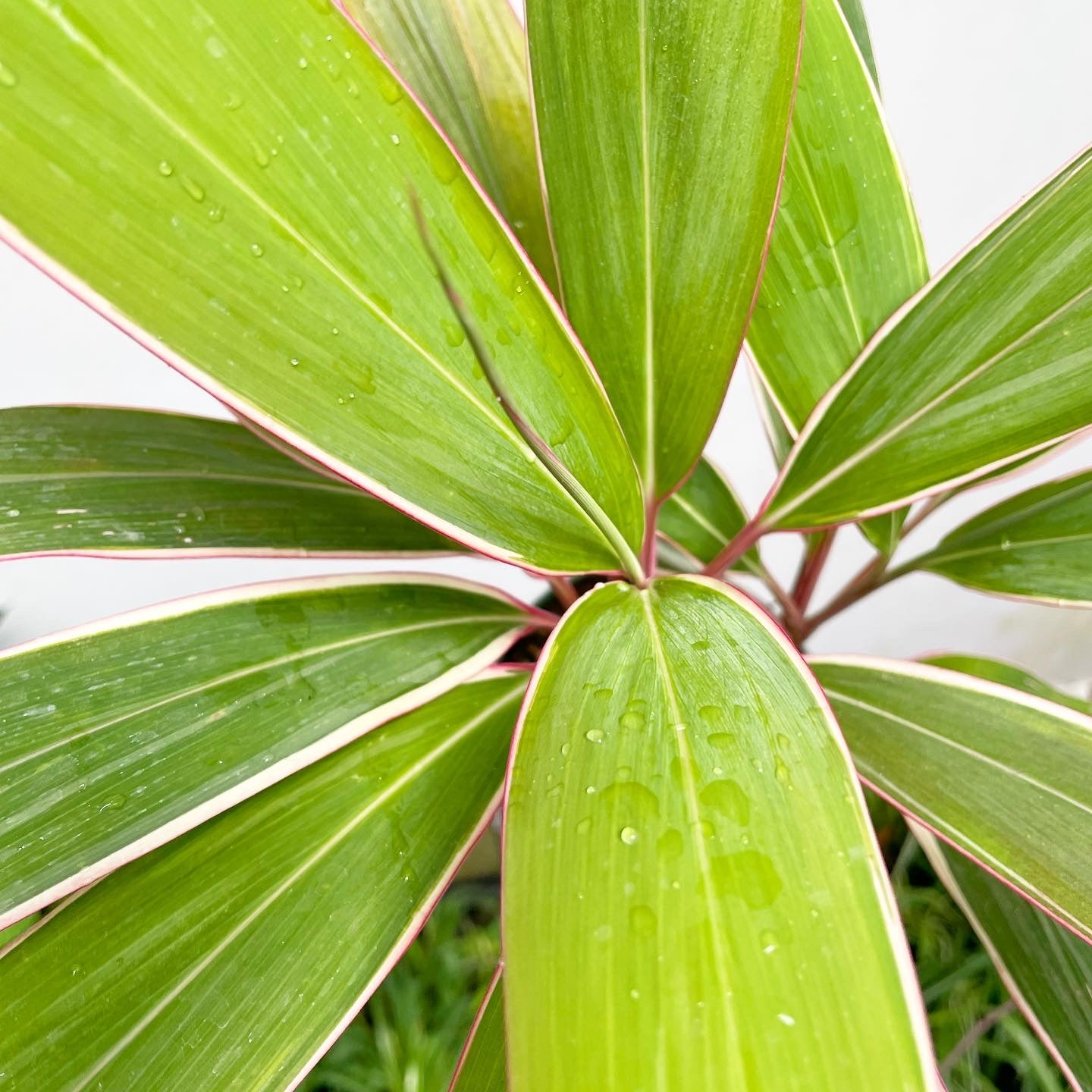 Cordyline fruticosa 'Pink Diamond' - Hawaiian Ti Plant
