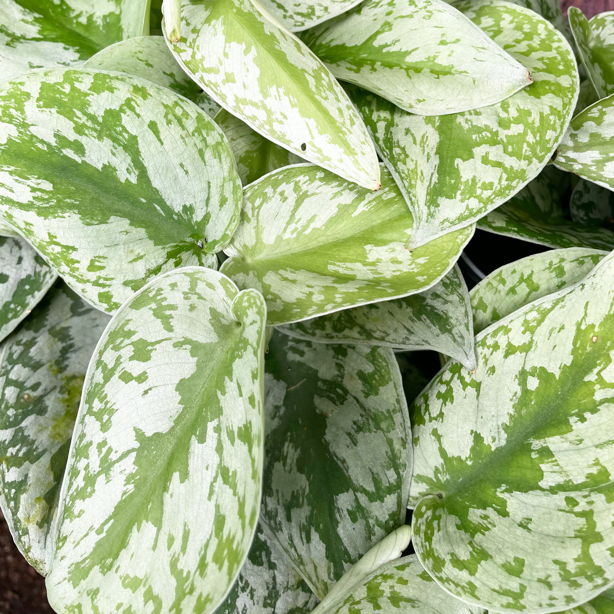 scindapsus pictus silver pothos Scindapsus pictus Silver Satin Pothos Houseplant