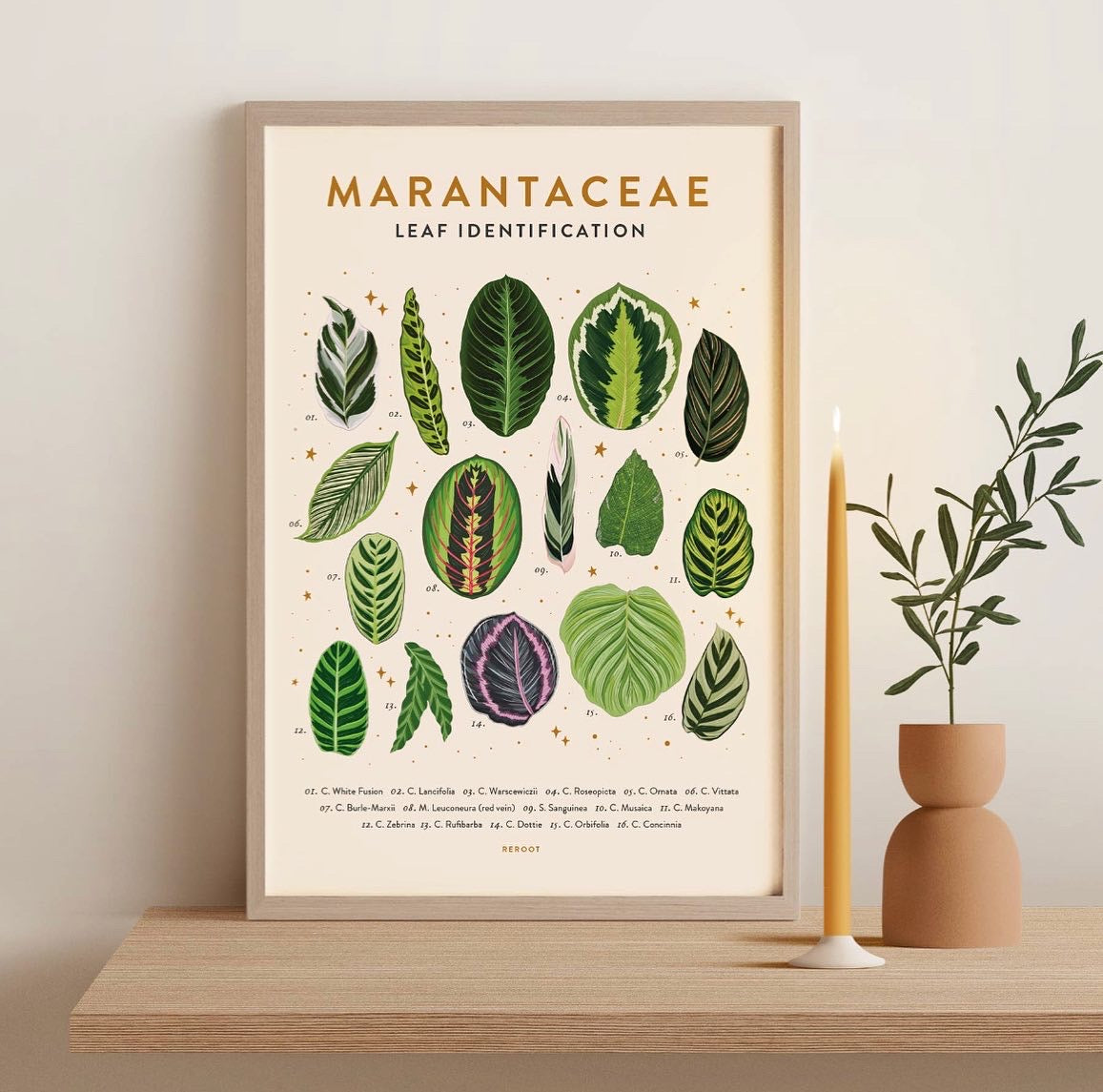 Plant Family Poster