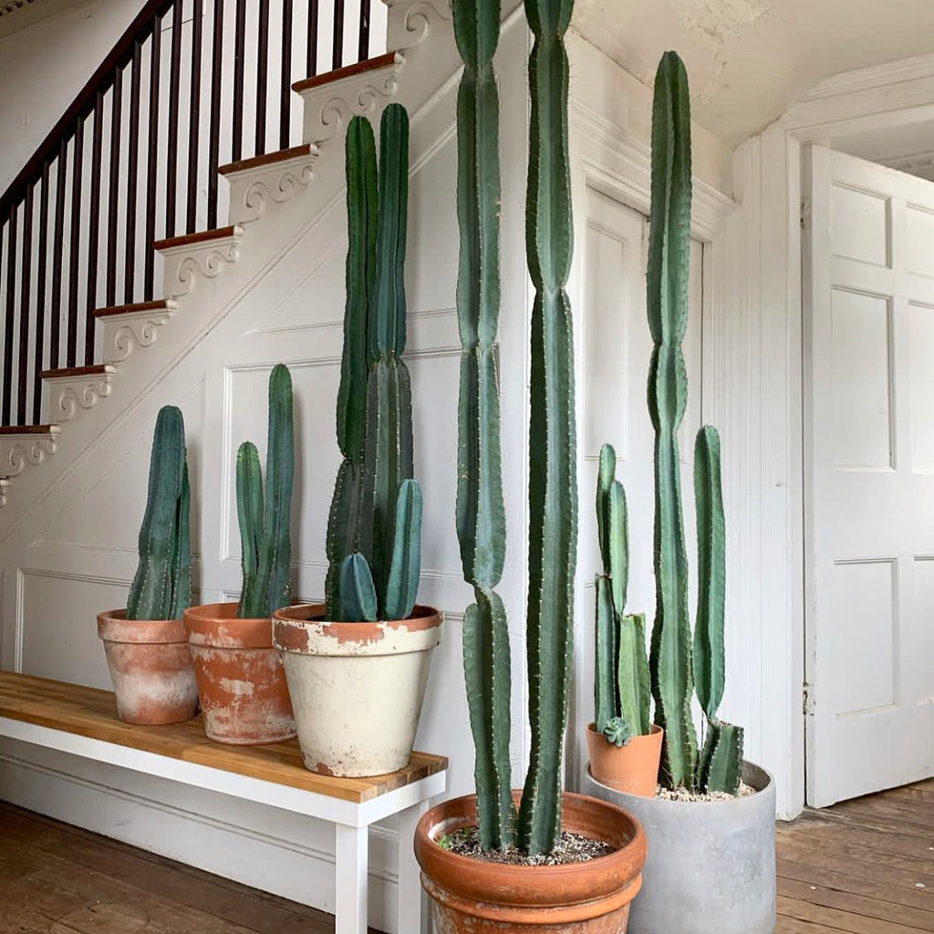 types of peruvian cactus Cereus repandus