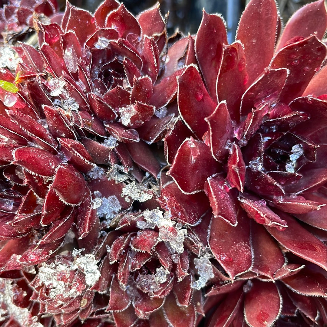 Sempervivum 'Bing Cherry'