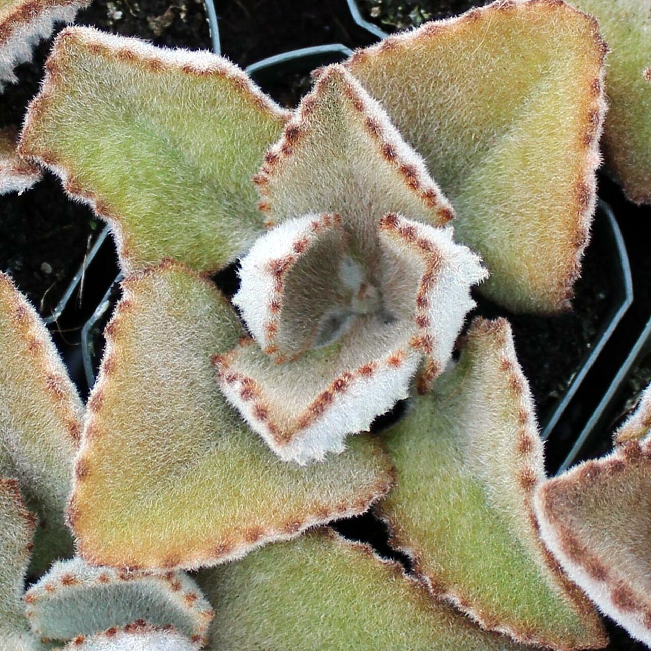 Kalanchoe beharensis 'Fang' - Felt Plant