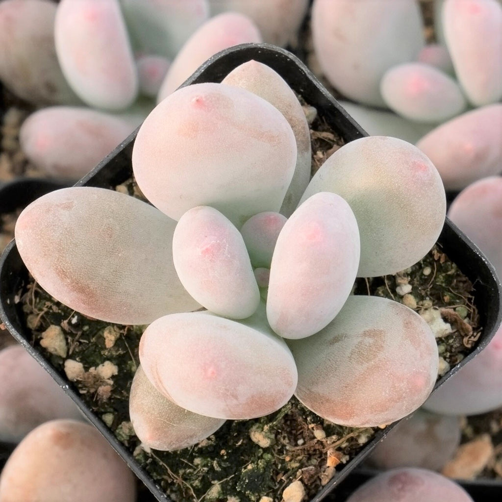 moonstones succulent Pachyphytum oviferum 'Moonstone' Succulent