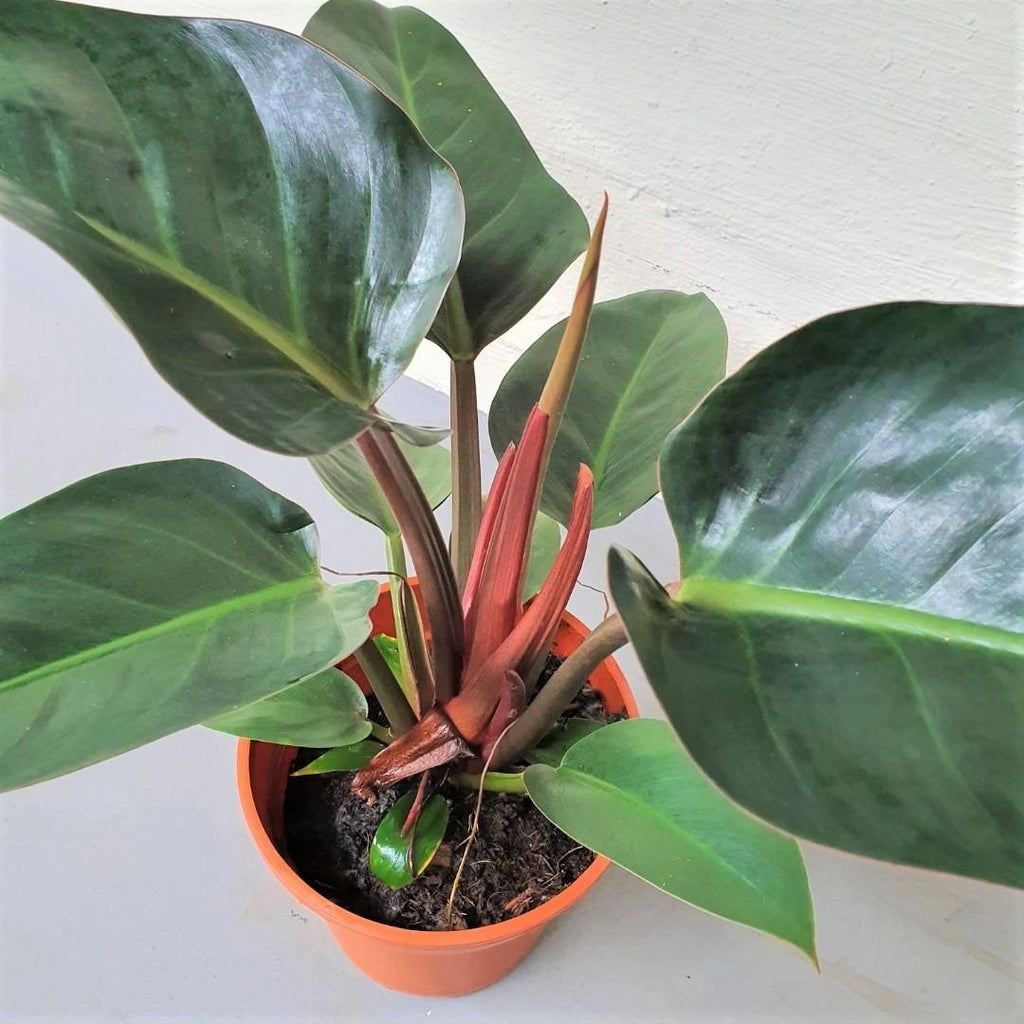 Philodendron 'Red Congo' Houseplant